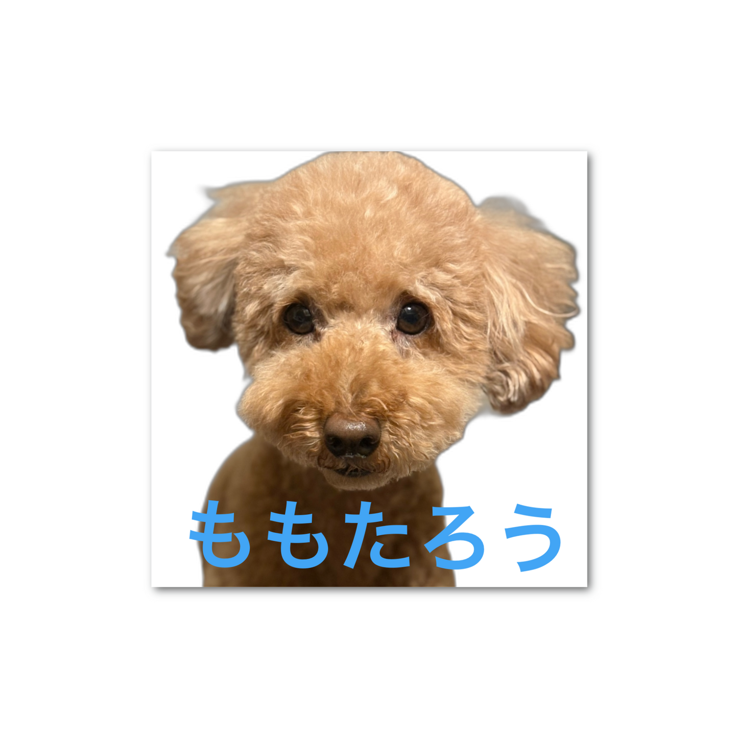 ペーパーウエイト(10cm × 10cm、厚さ2cm) アクリル