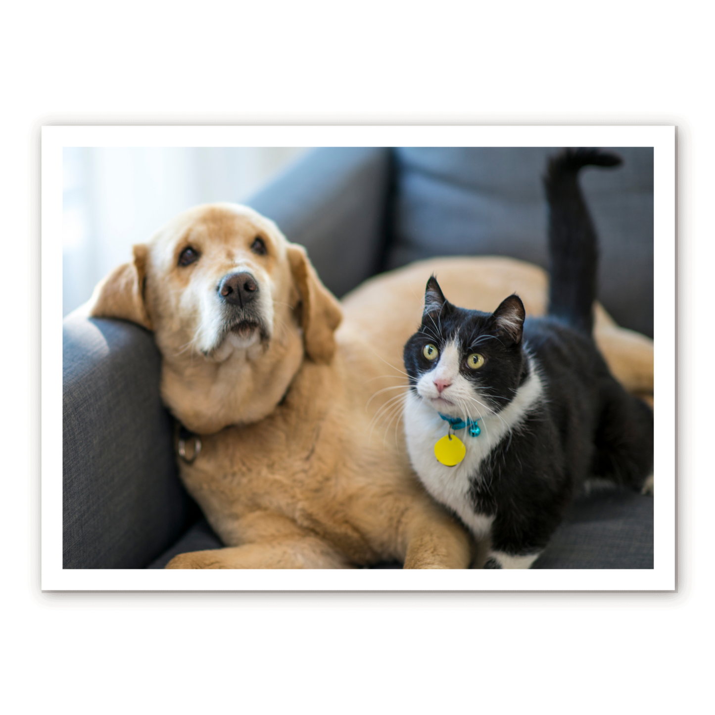 アクリル板(22cm × 30cm、厚さ2mm)