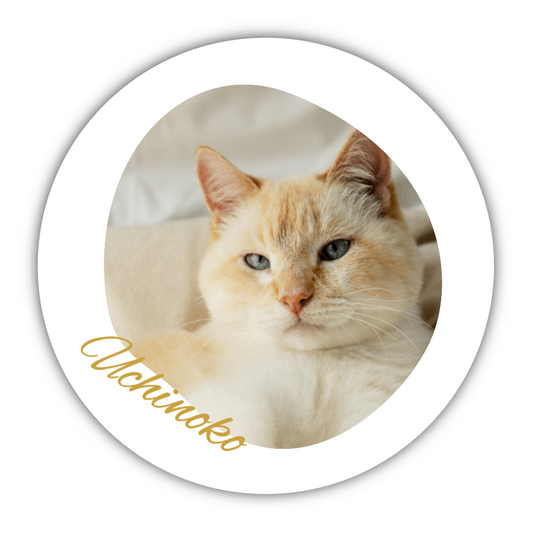 うちの子 シンプル（写真入替で完成）