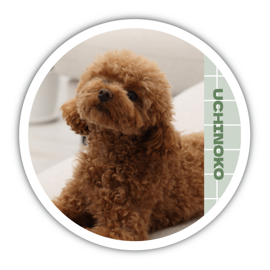 うちの子 シンプル（写真入替で完成）